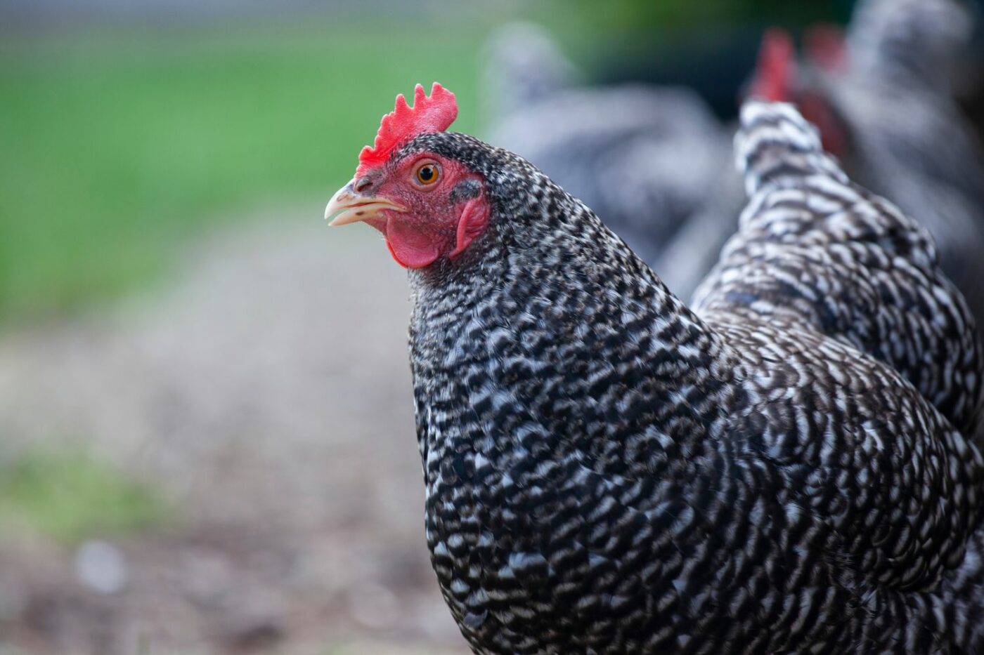 best egg laying chickens plymouth rock hens