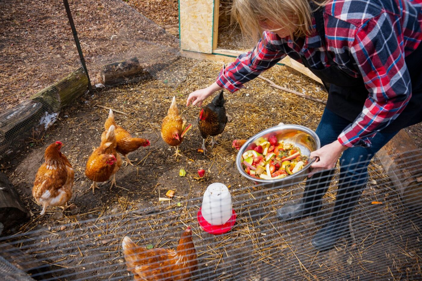 Can I Have Chickens In My Backyard in Arizona