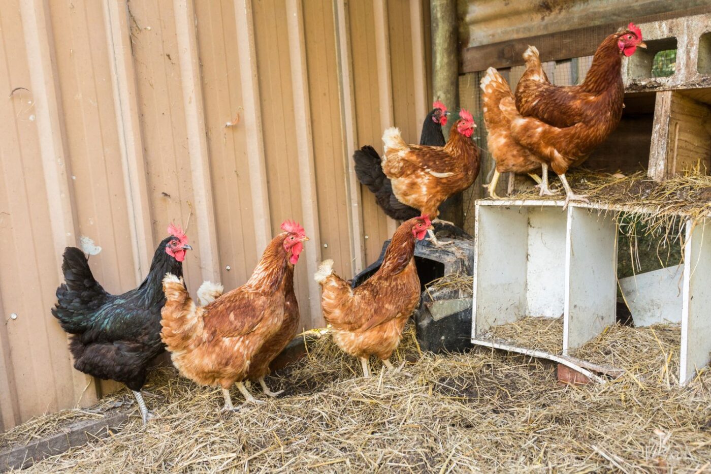 Can I have chickens in my backyard in Arizona?