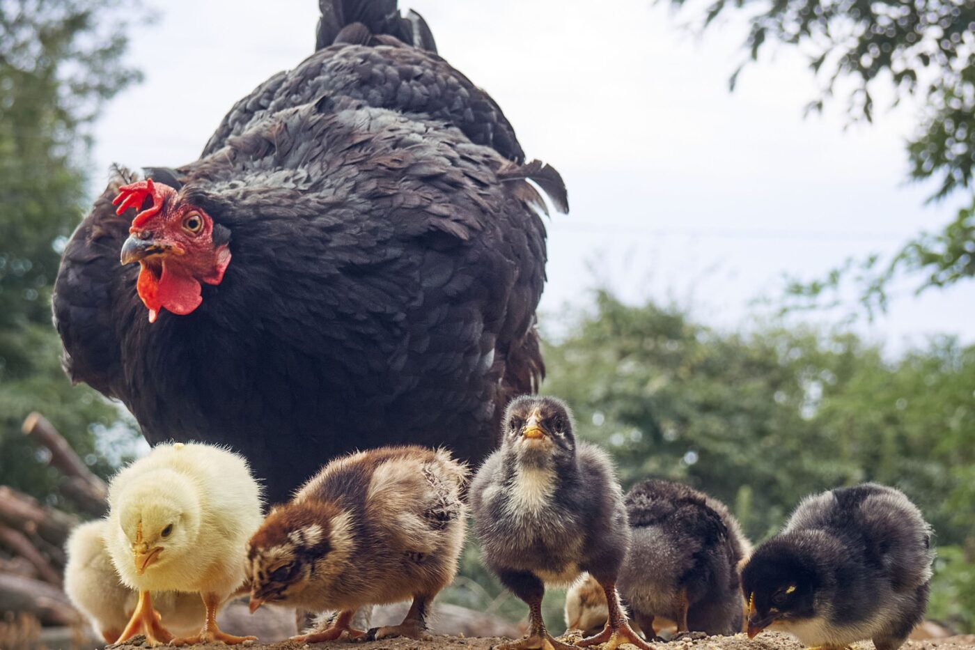 automatic chicken door