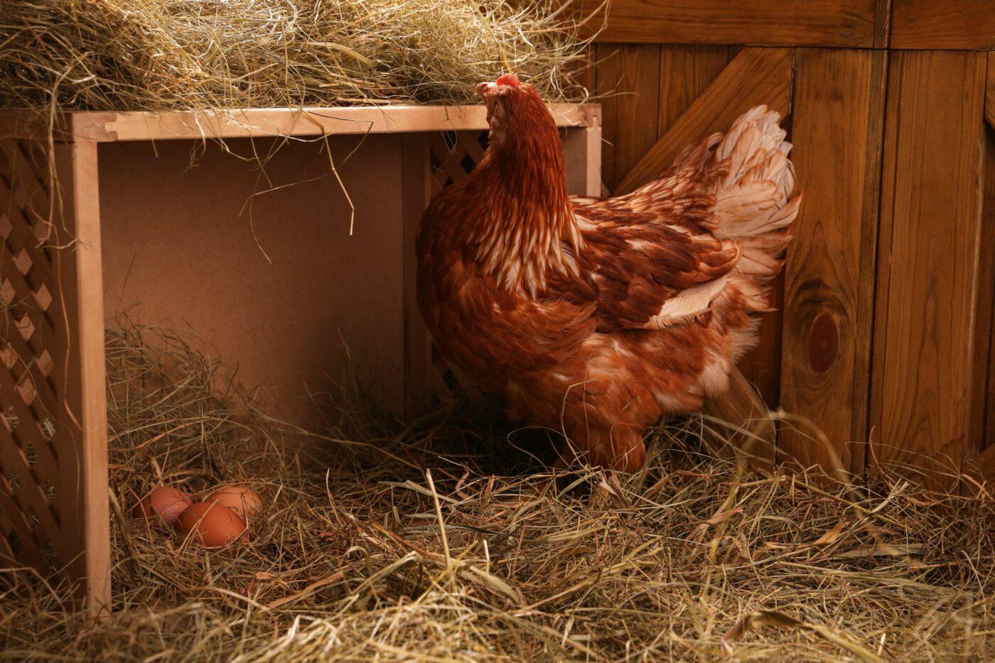 chicken coop ideas nesting boxes