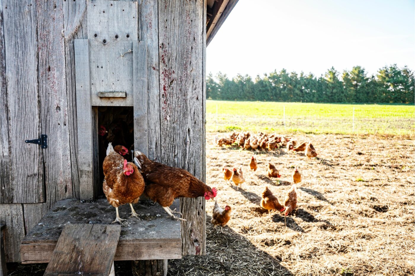 chicken coop ideas predator proofing