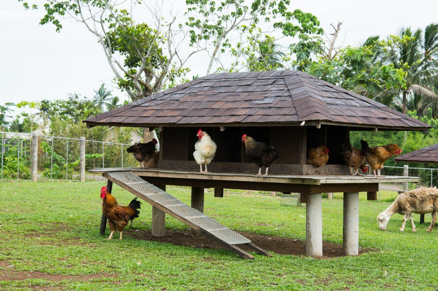 chicken coop ideas coop in the shade