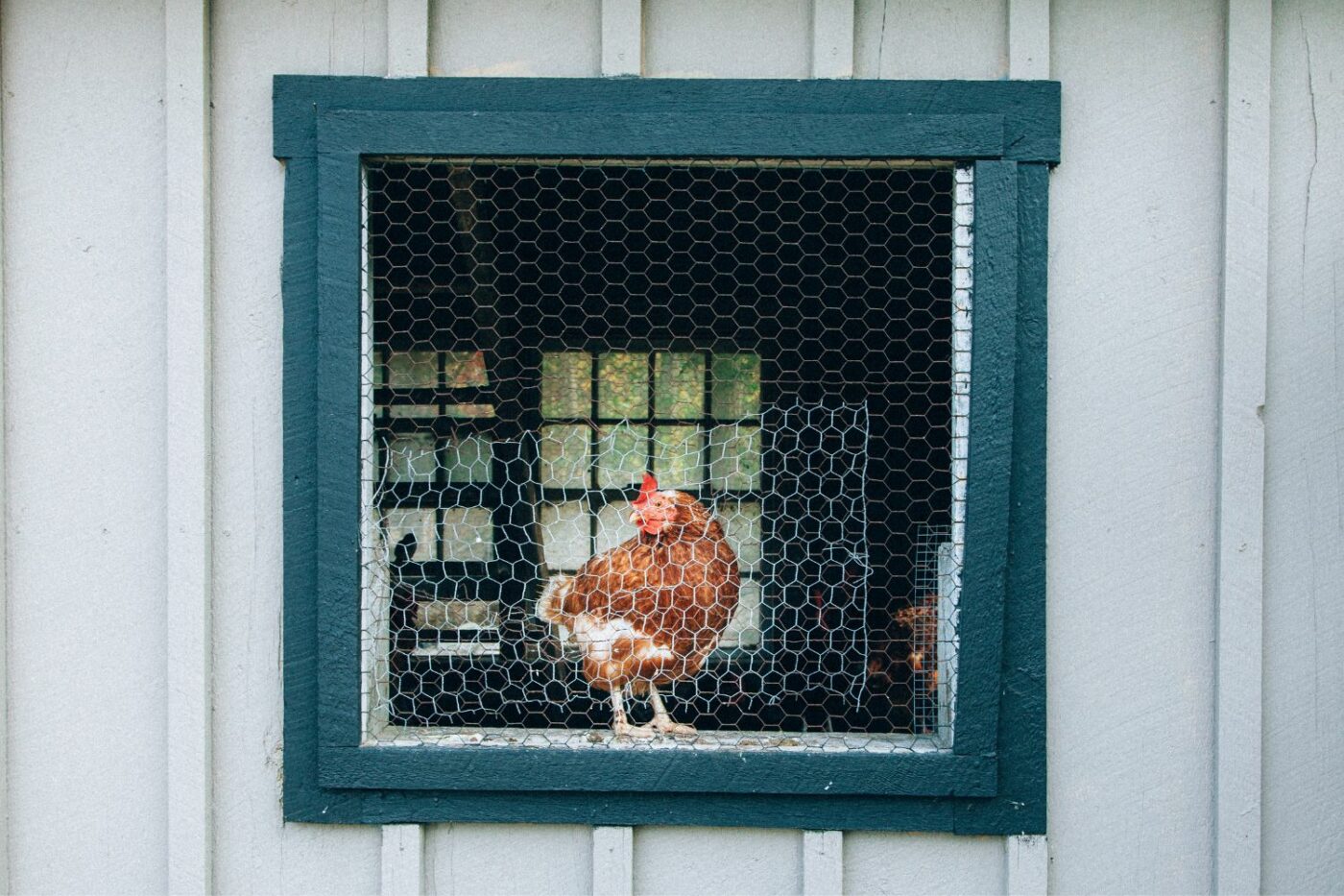 chicken coop ideas coop vent