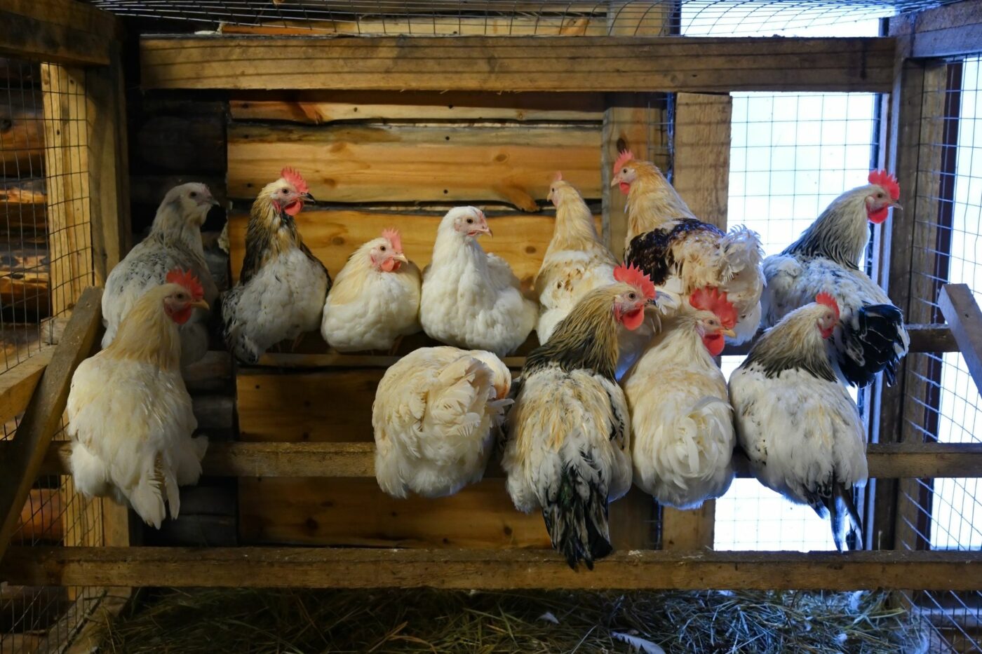 chicken coop ideas roost