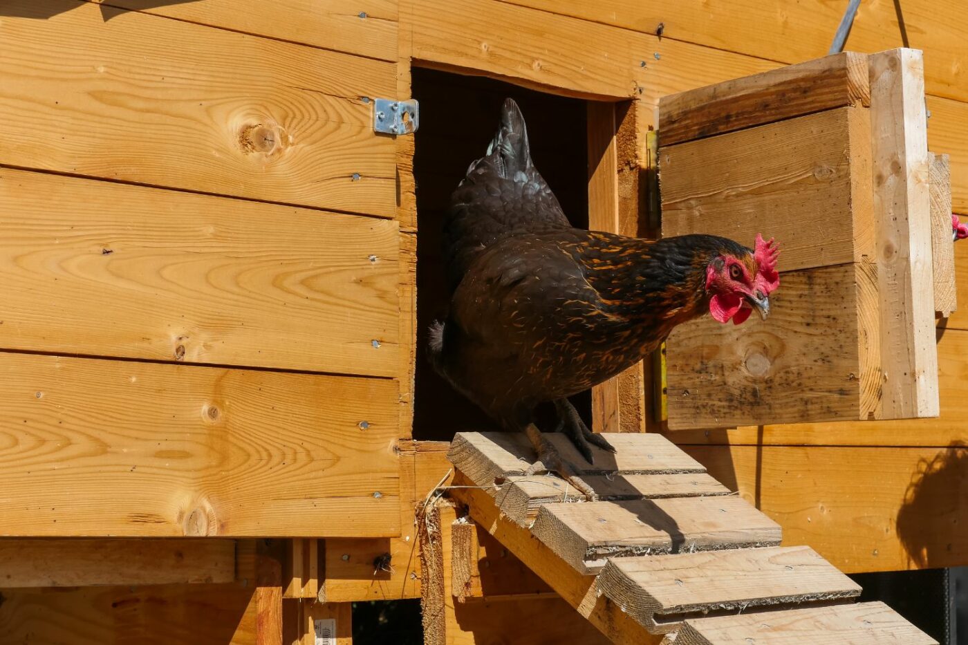 Chicken Coop Ramps 2