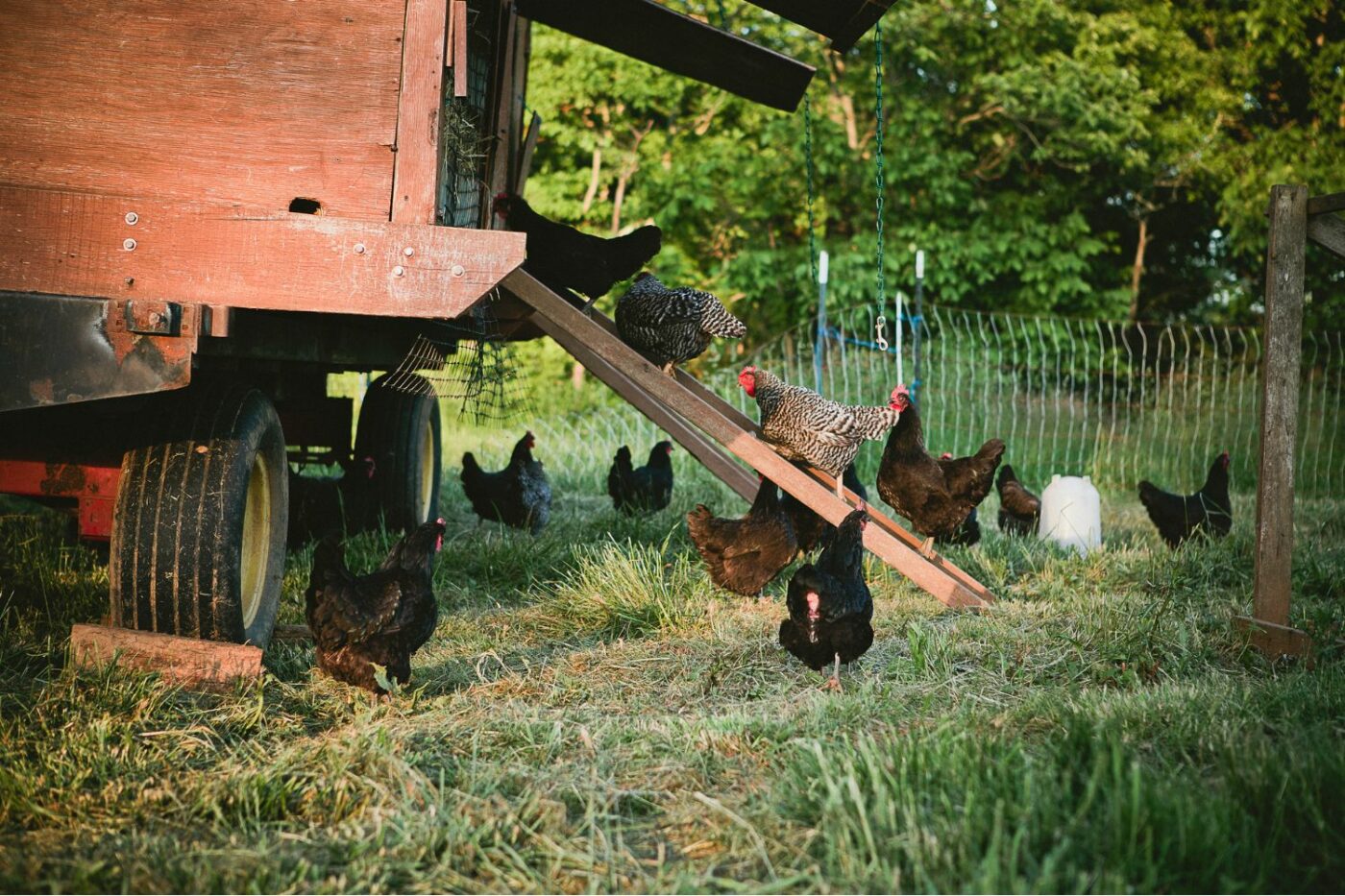 why are chicken coops off the ground