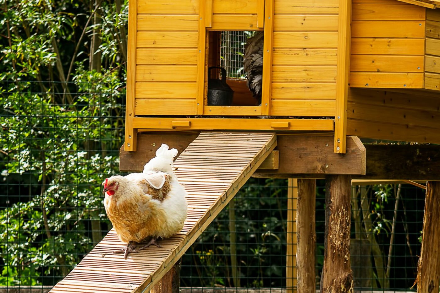 Safe Chicken Coop Ramps