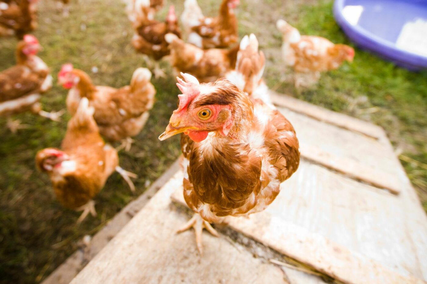 What is a Chicken Coop Ramp