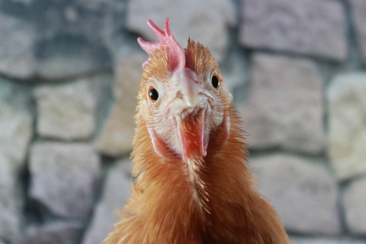 why is my chicken molting