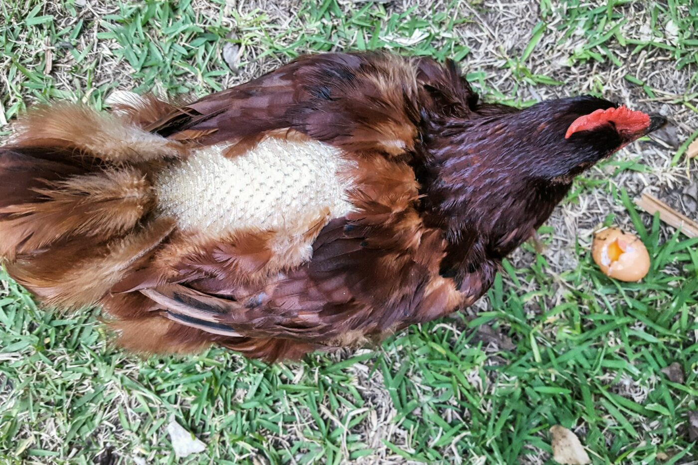 chicken molting 02