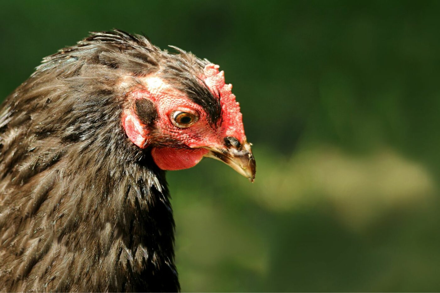 chicken molting hen