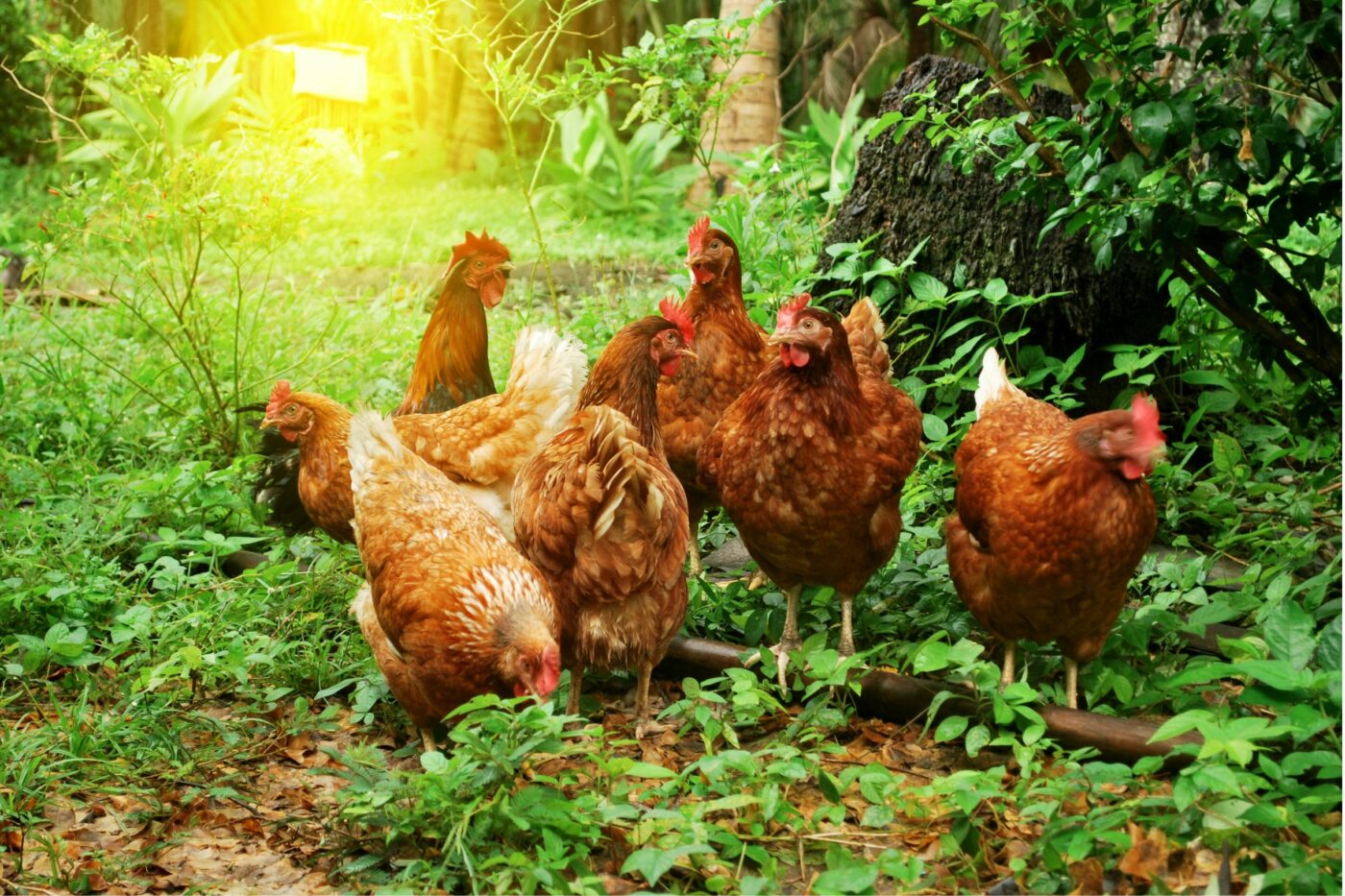chicken molting hens (2)