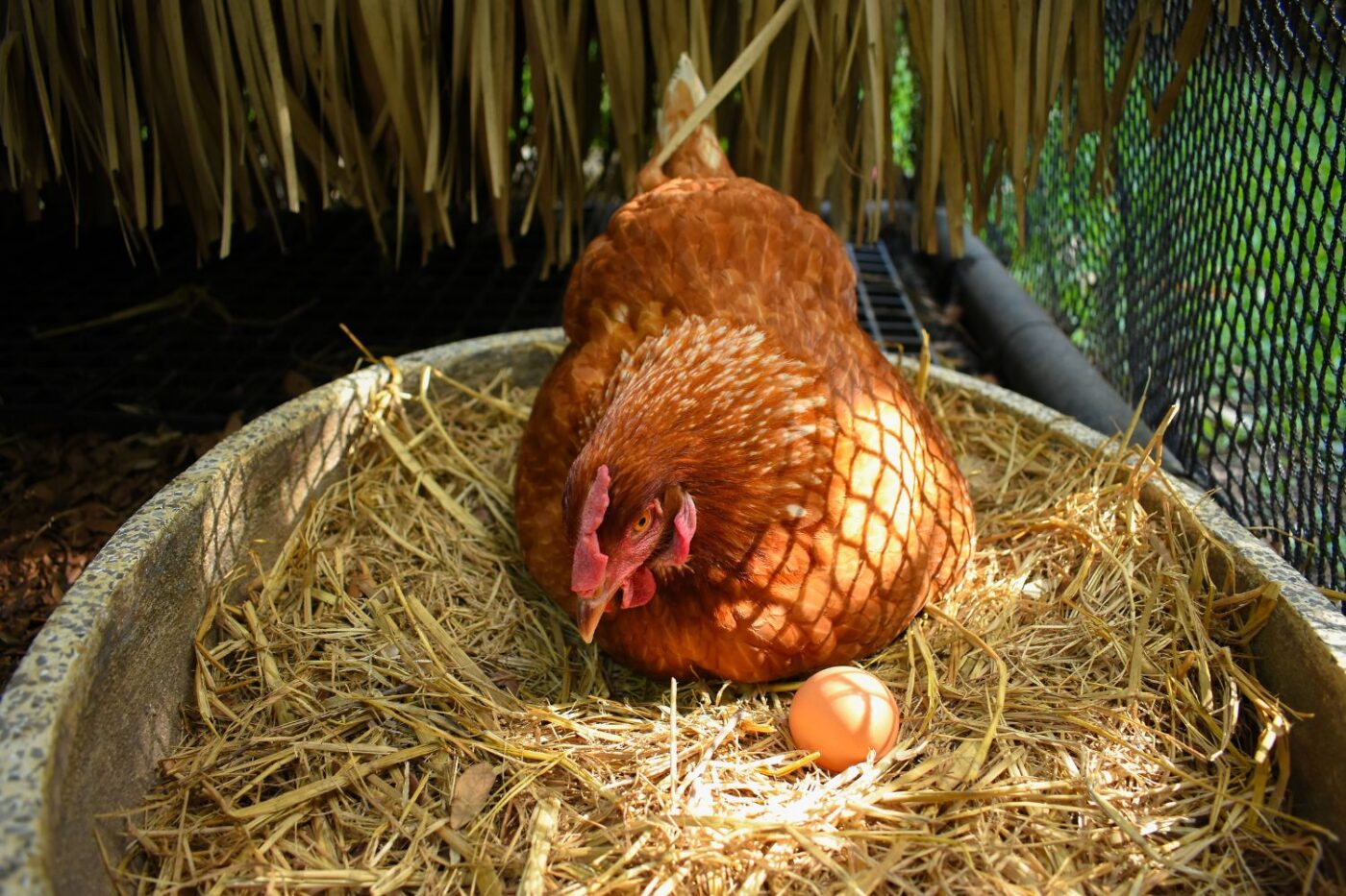 chicken coop size (4)