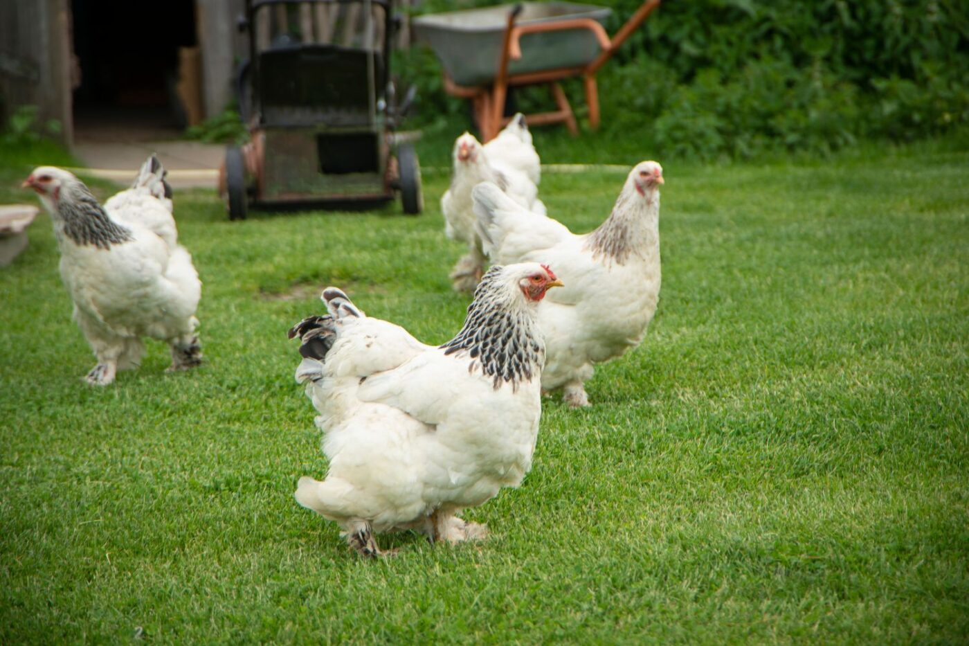 chicken coop size (6)