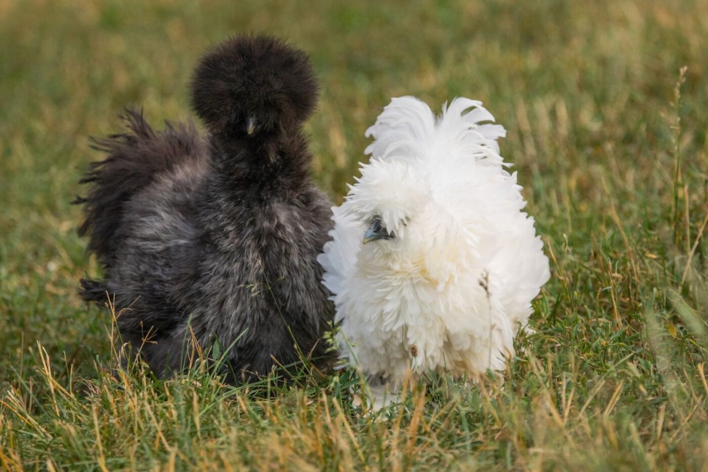 chicken coop size (7)