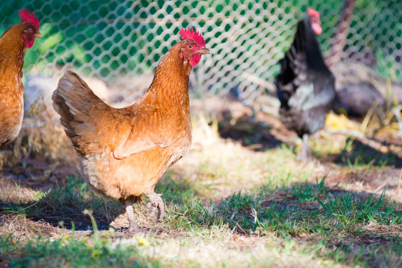 chicken coop size (9)