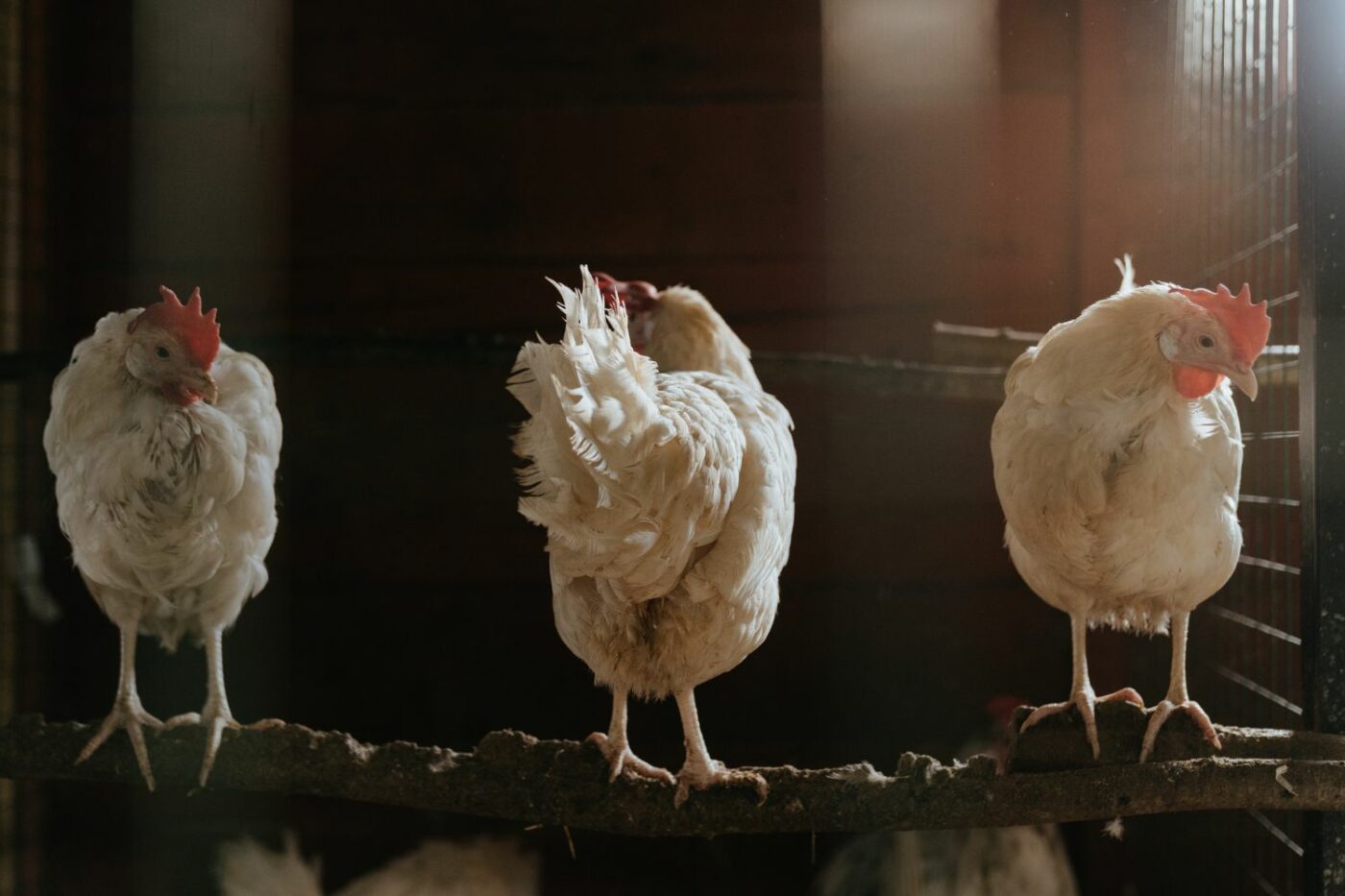 chicken roosting