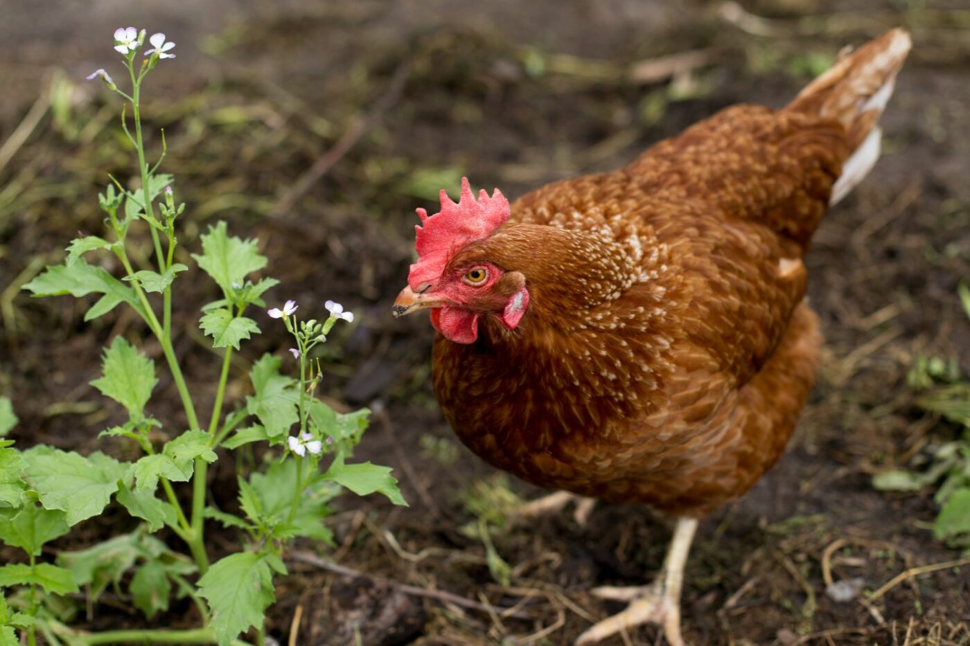 when do chickens start laying eggs chicken in dirt