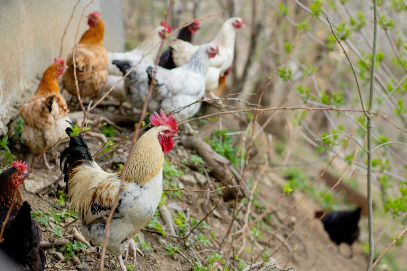 when does chicken start laying eggs