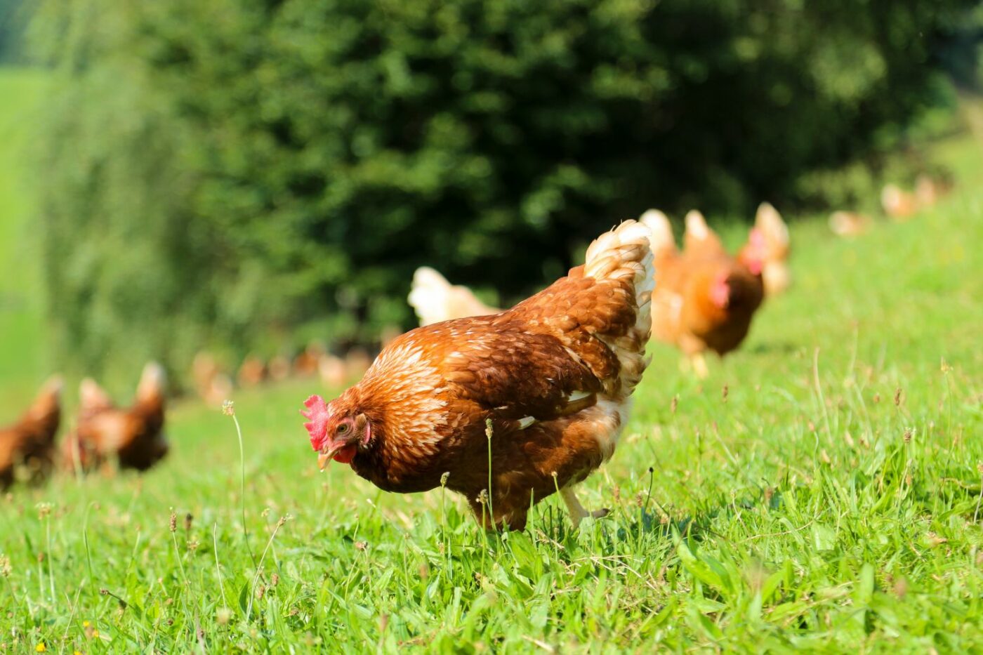 when do chickens start laying eggs happy hens