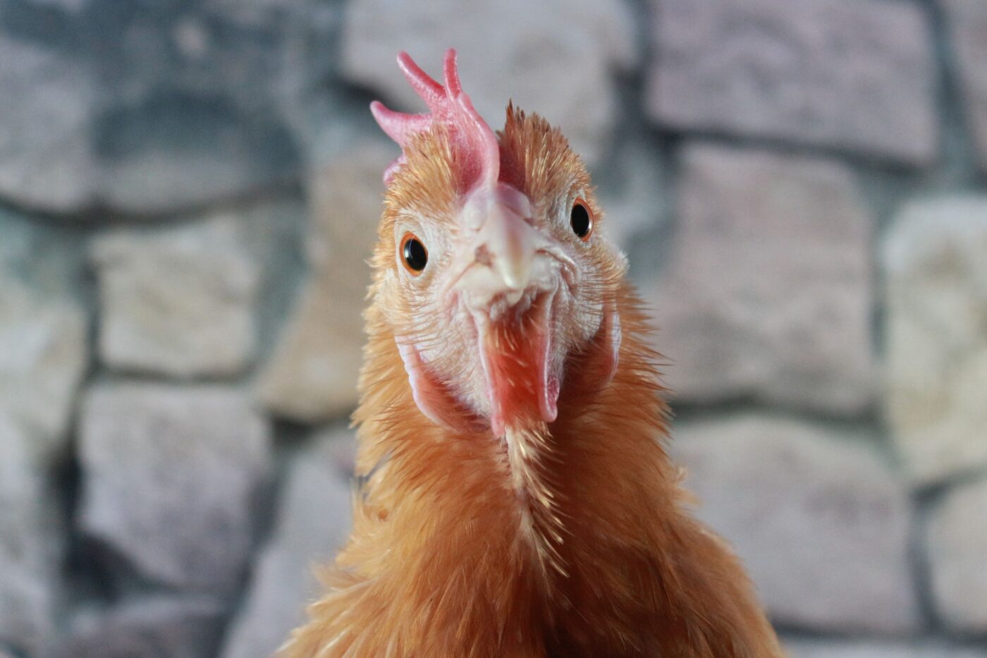cleaning a chicken coop (1)