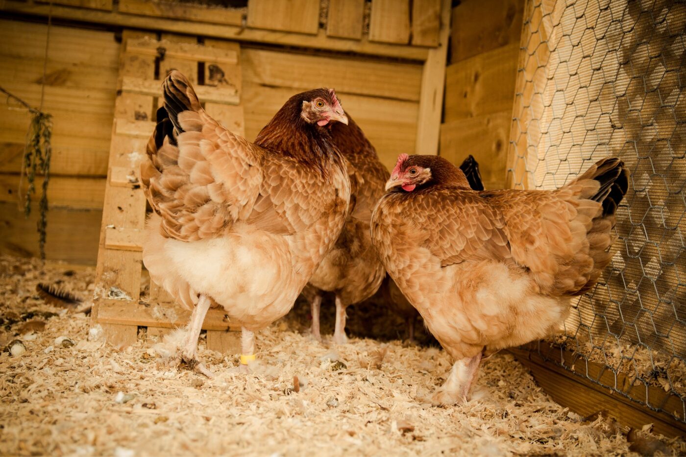 how often do you change chicken bedding