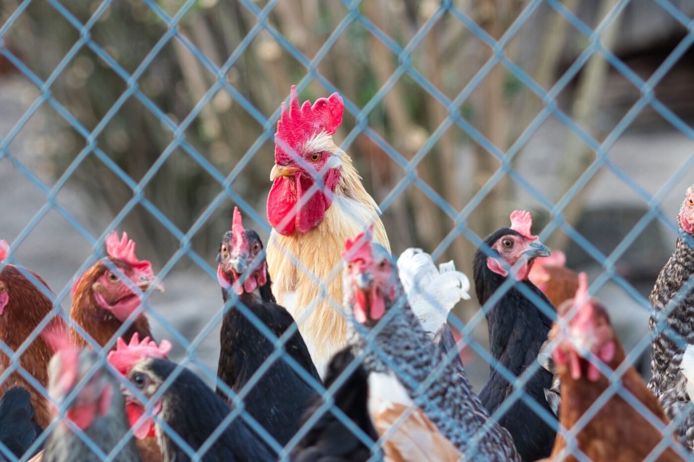 cleaning a chicken coop (6)