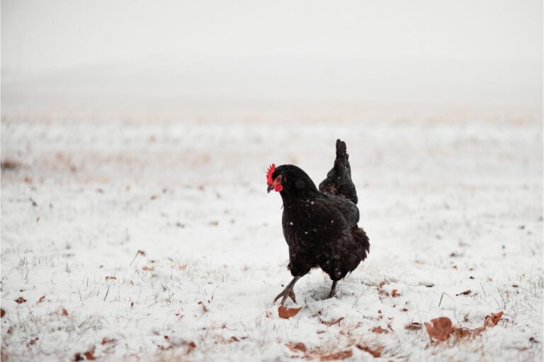 exotic chickens australorp