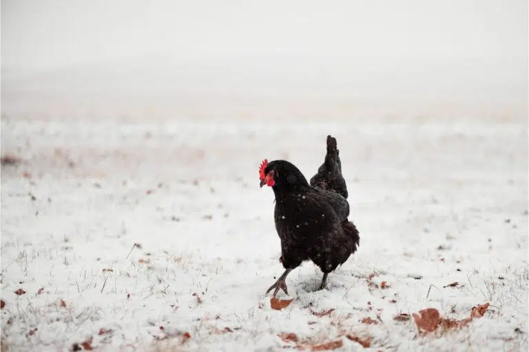 exotic chickens australorp
