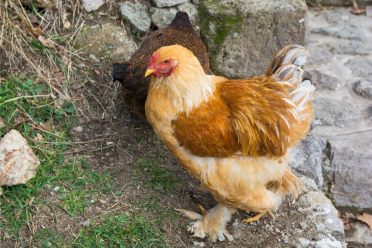 exotic chickens cochin chickens
