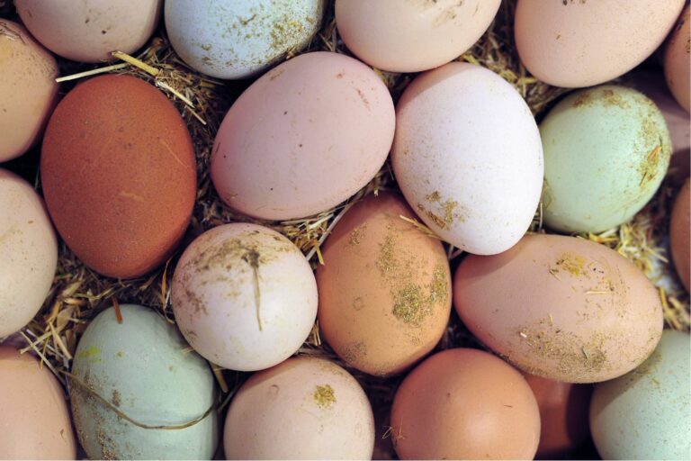 exotic chickens easter eggers