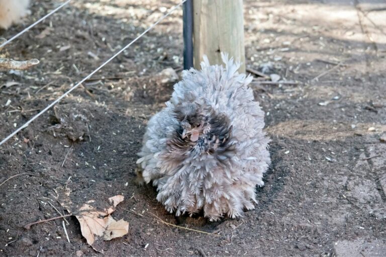 exotic chickens frizzle chickens
