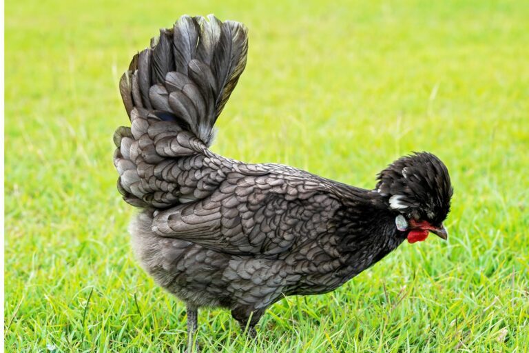 exotic chickens polish chickens