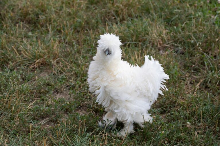 exotic chickens silkies