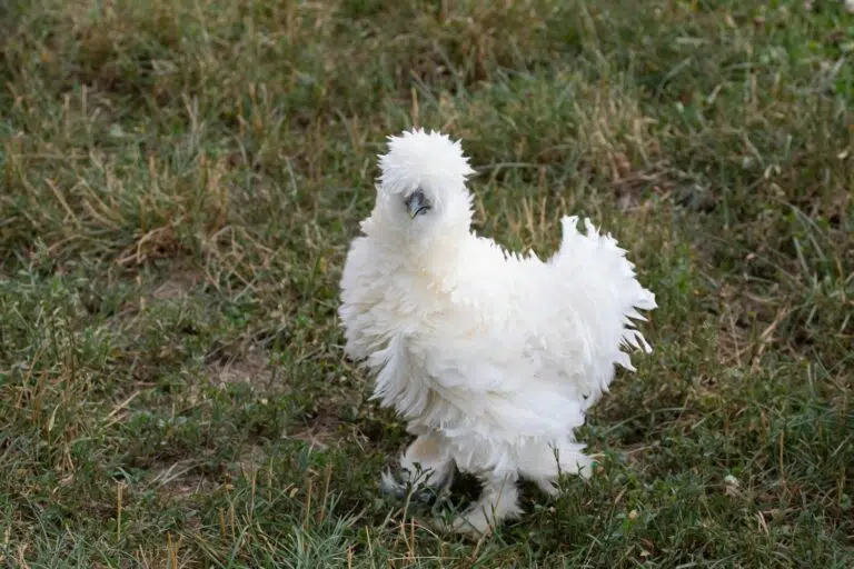 exotic chickens silkies