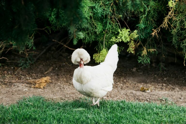 exotic chickens sultan chickens