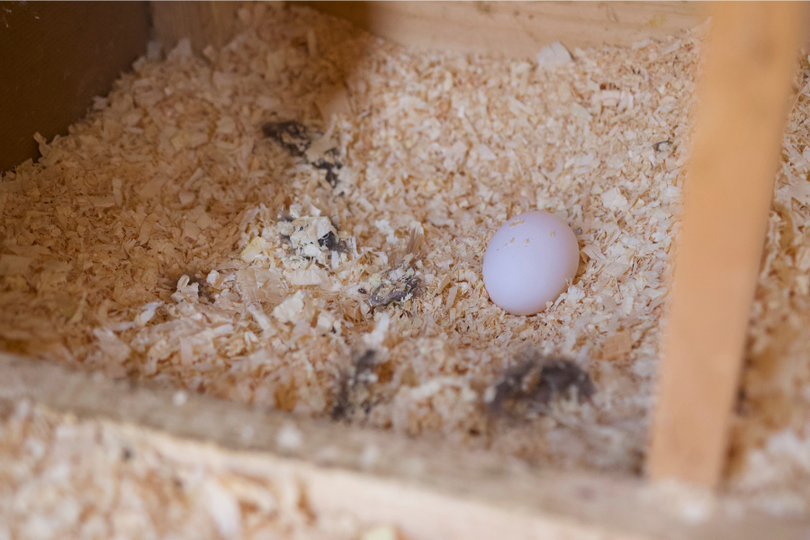 chicken egg in nesting box
