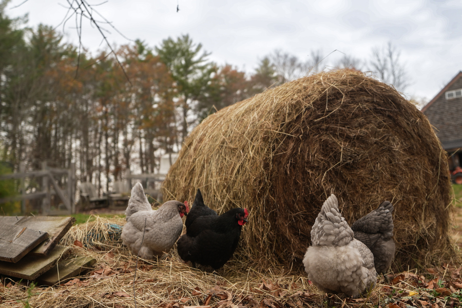 chickens by bale of straw to be used as bedding