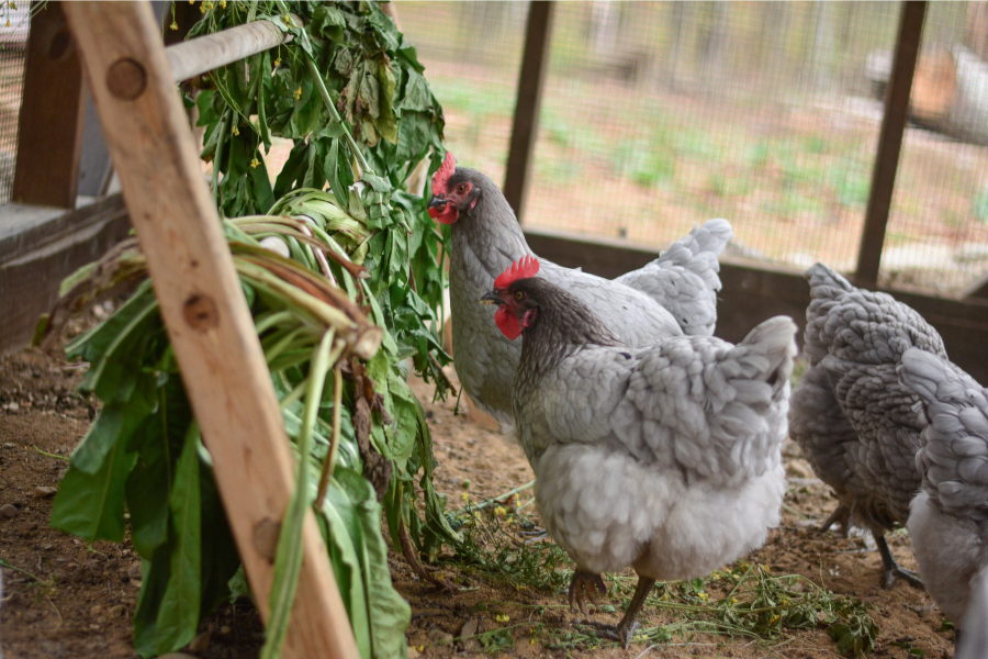 chickens eating fresh greens