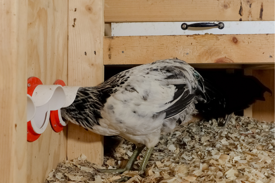 chickens eating from feeder inside the coop