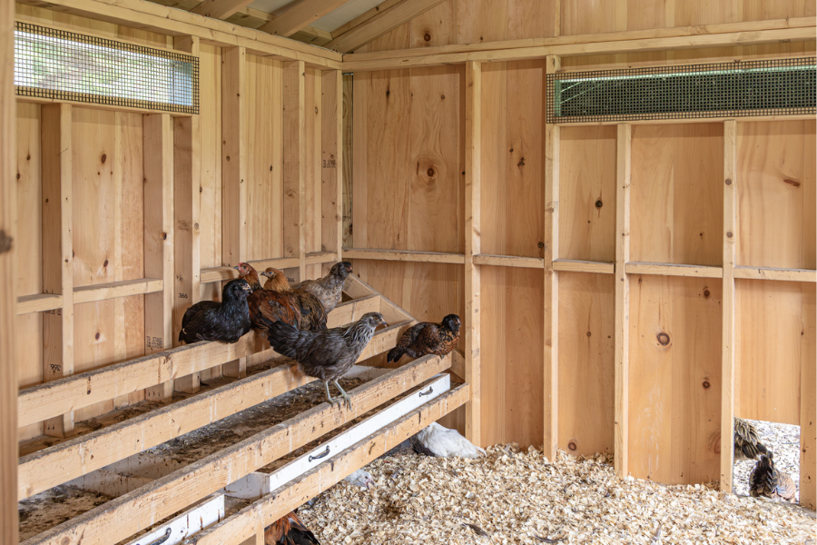 chickens on roosting bars inside coop