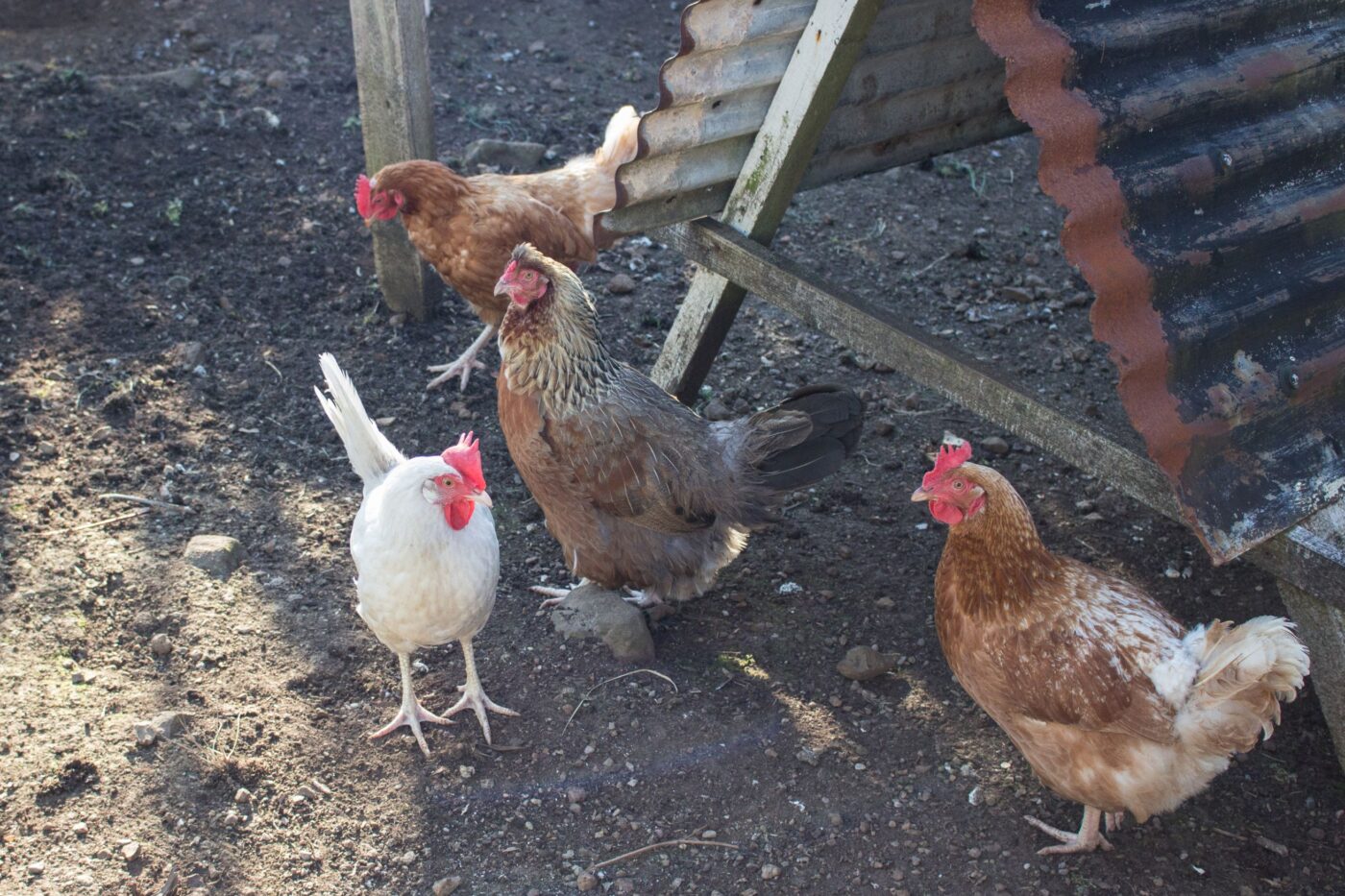 backyard chickens (1)