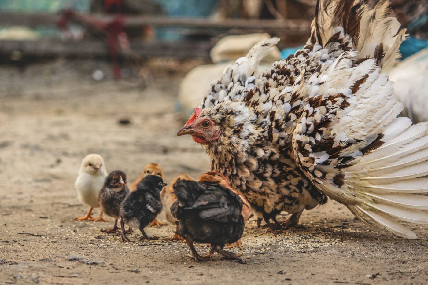 backyard chickens (2)