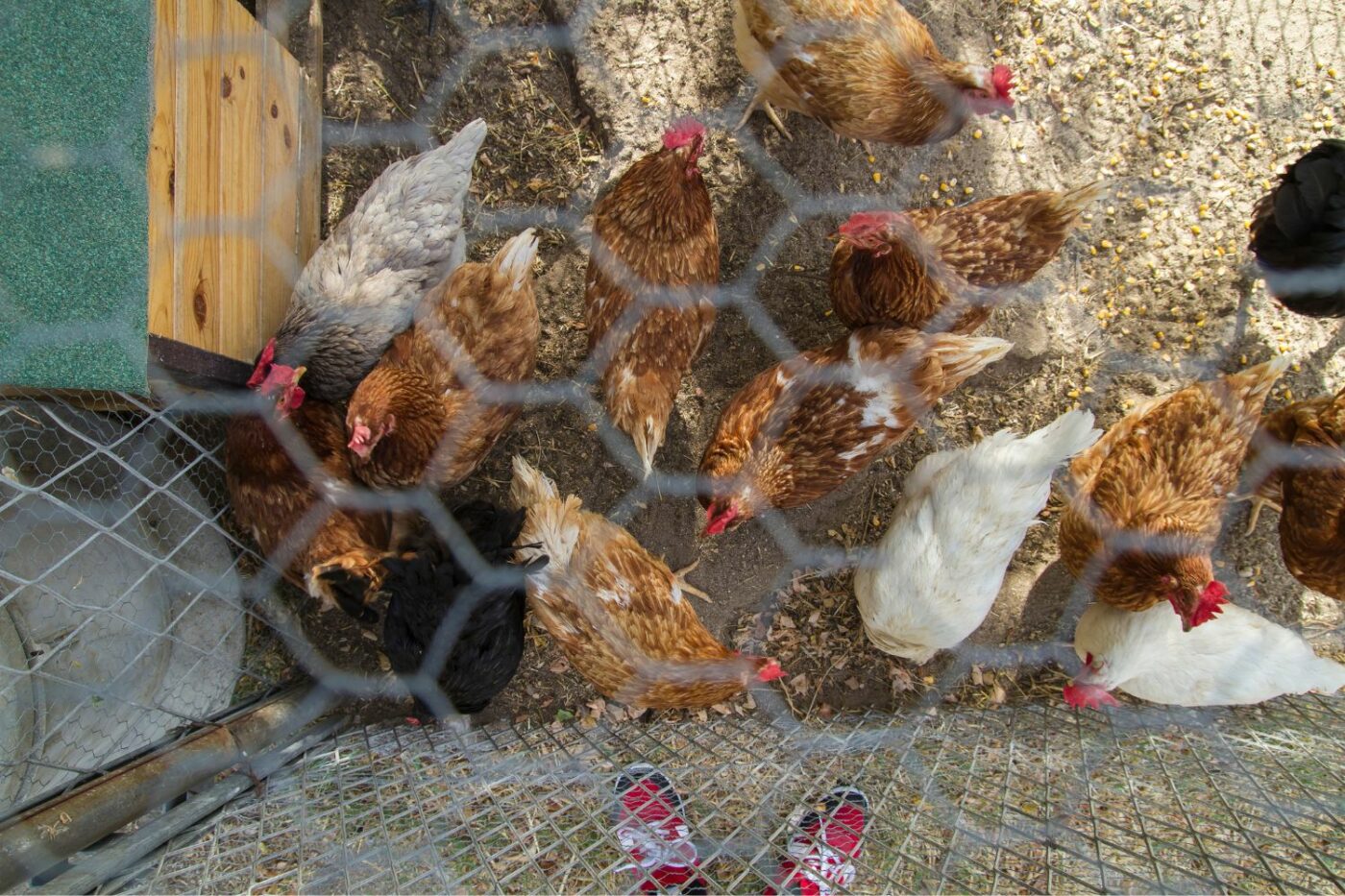backyard flock backyard chickens