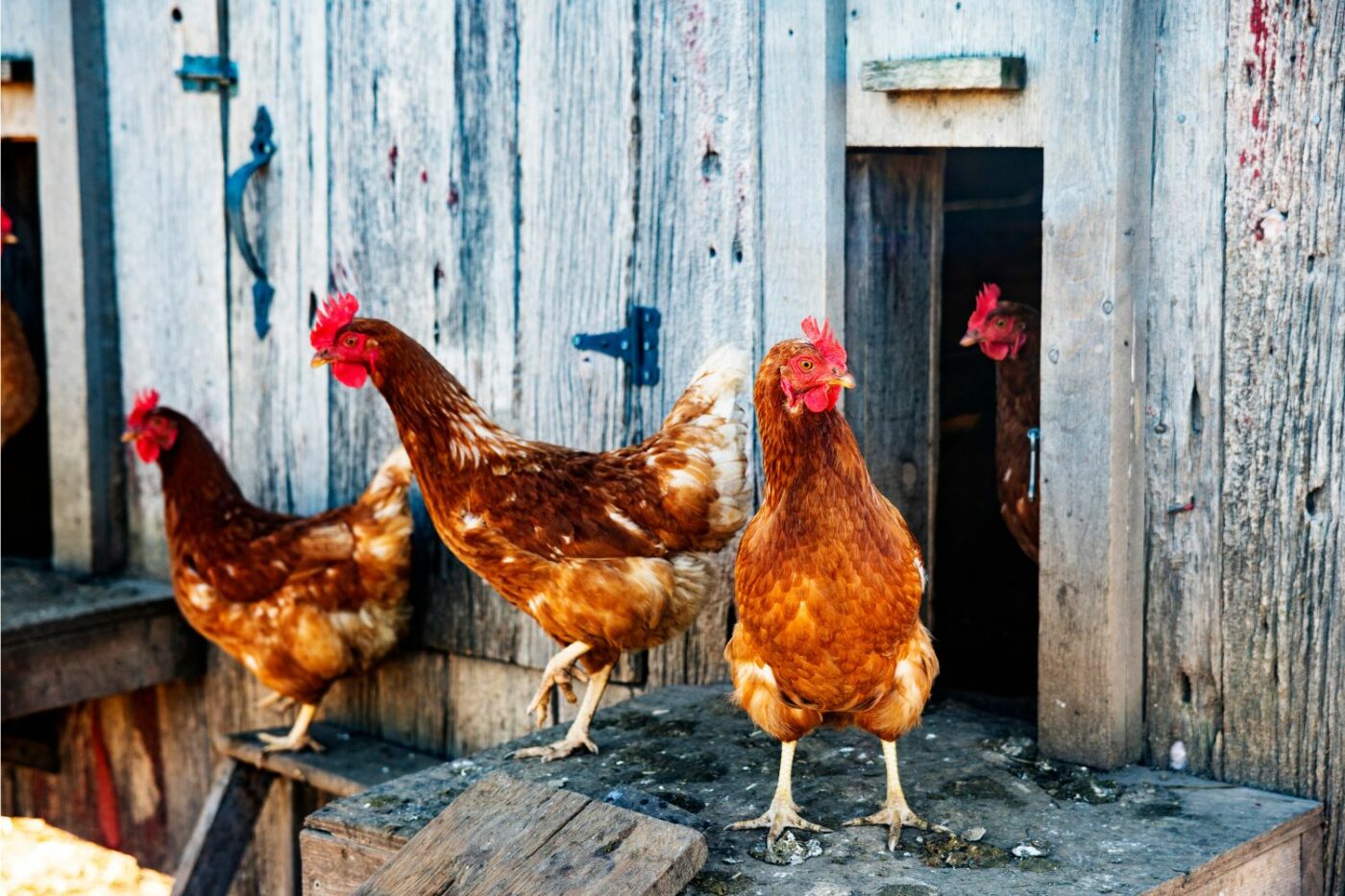 chickens in coop backyard chickens