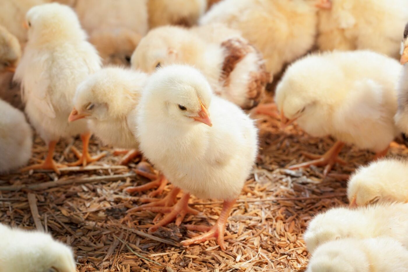 chicks backyard chickens