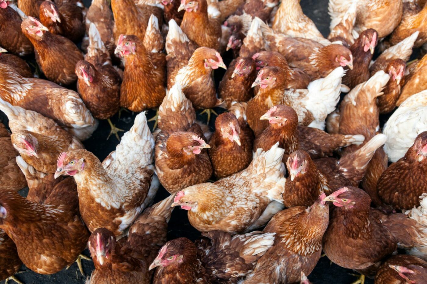 flock of chickens