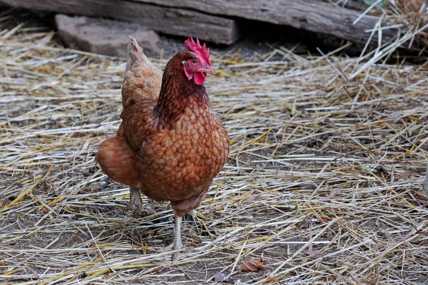 guide to raising chickens (1)