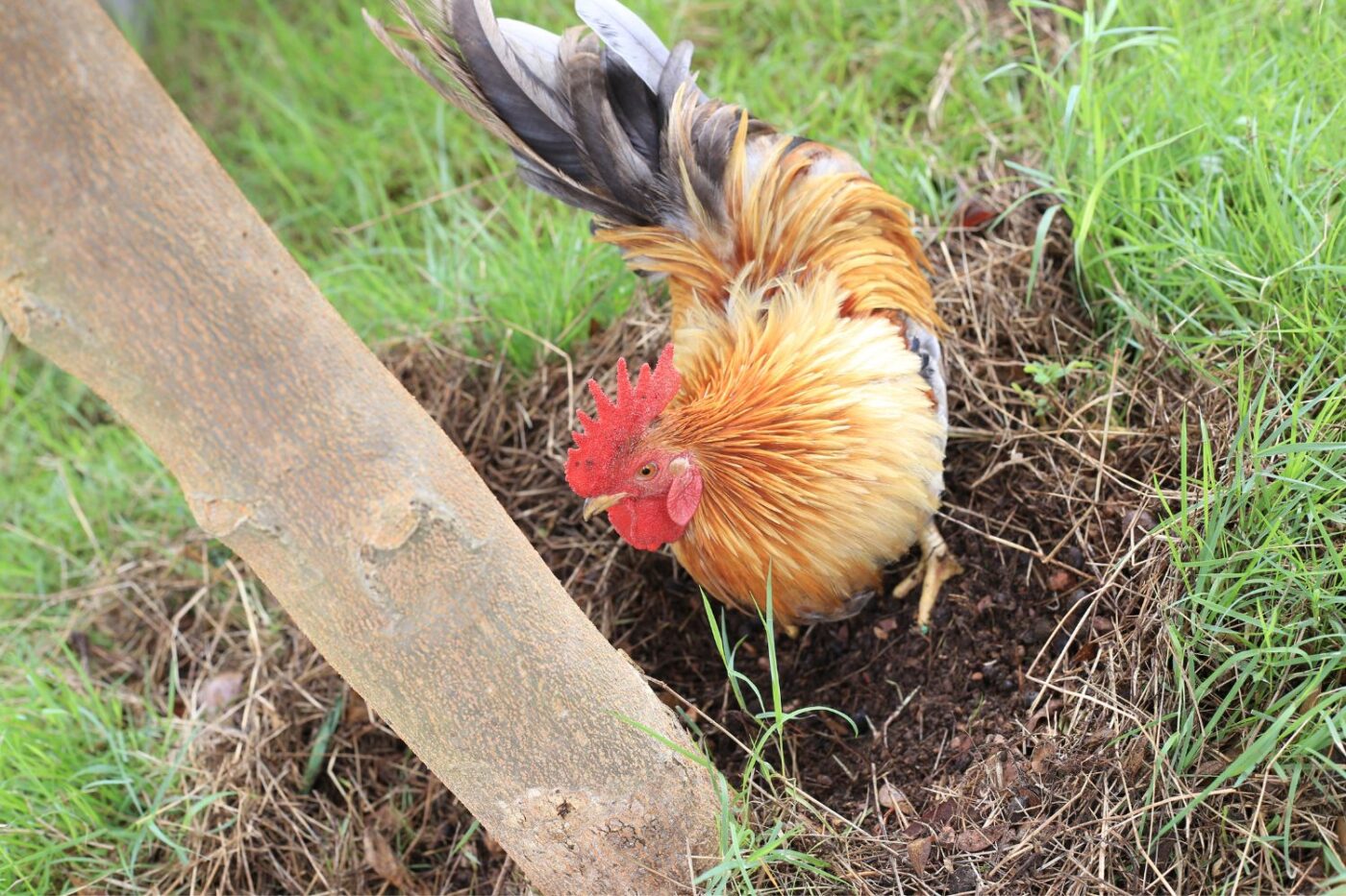 reasons to keep a rooster (1)